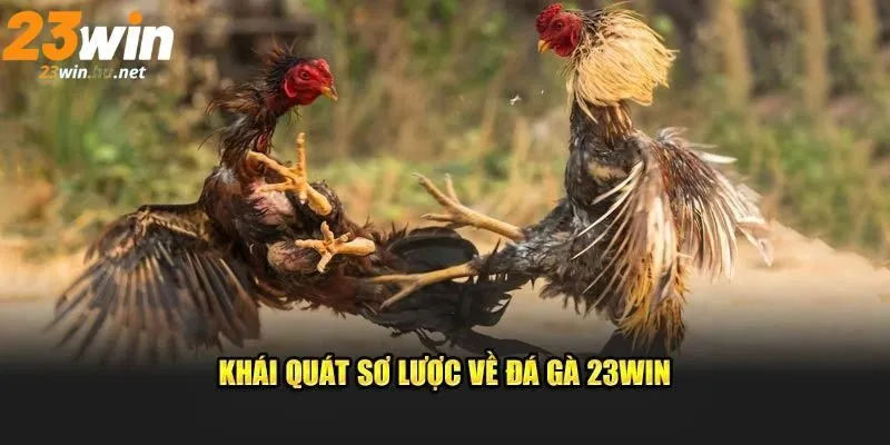 Đá gà 23WIN