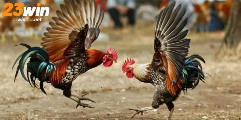 Đá gà tre 23WIN