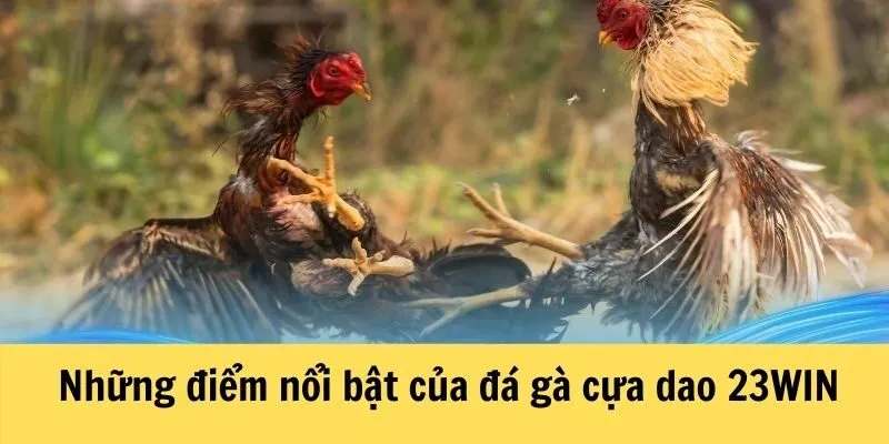 Đá gà cựa dao