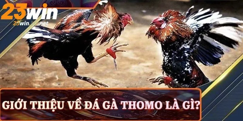 Đá gà thomo