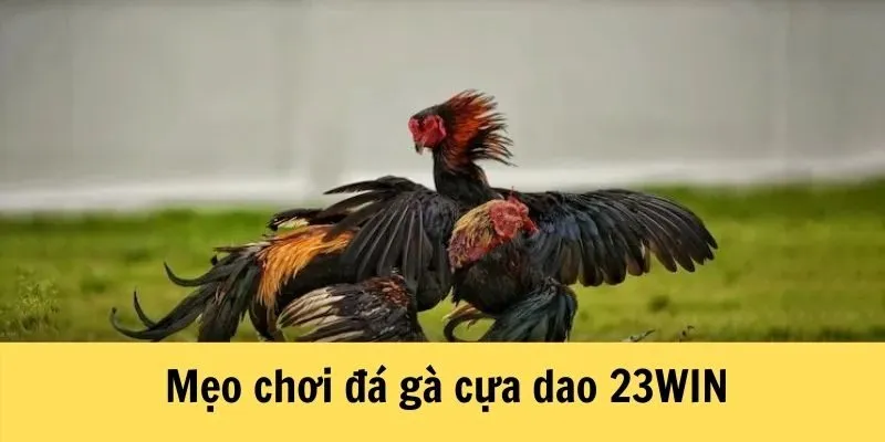 Đá gà cựa dao