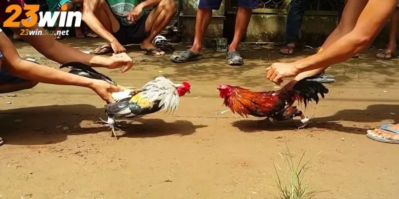 Đá gà tre 23WIN