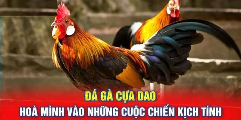 Đá gà cựa dao