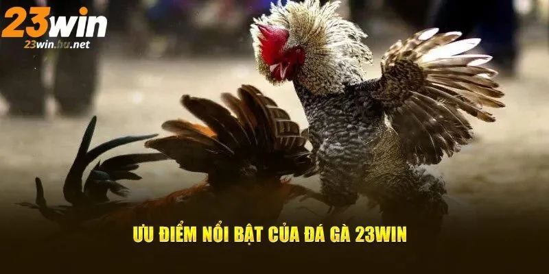 Đá gà 23WIN