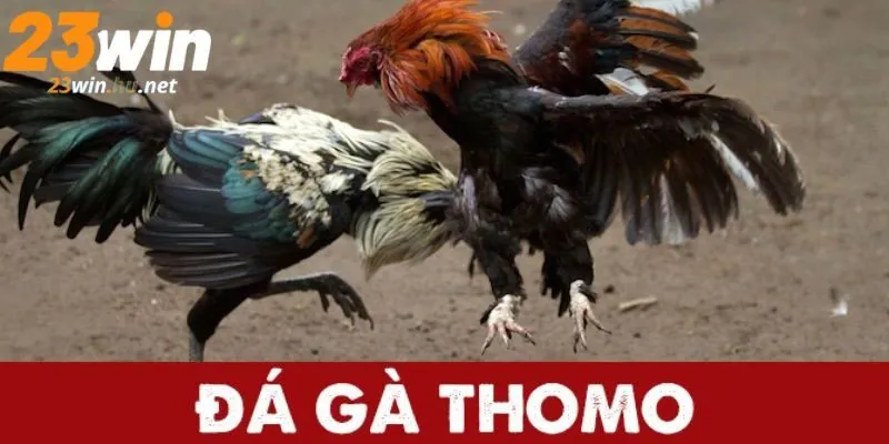 Đá gà thomo